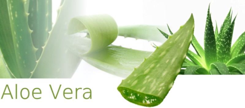 Aloe Vera Extracts